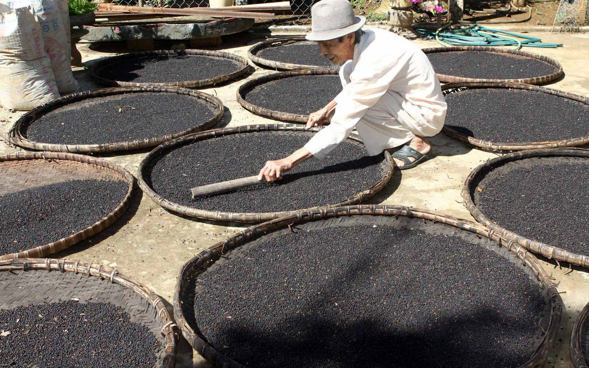 Giá liên tục phá đỉnh, “vàng đen” của Việt Nam trở thành mặt hàng hot được nhiều nước săn lùng, dễ dàng cán đích xuất khẩu 1 tỷ USD