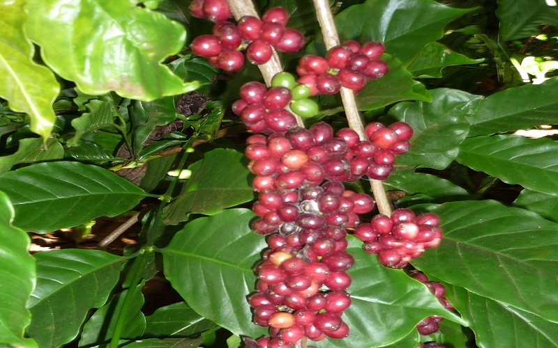 Quy định của EU về chống phá rừng có “làm khó” ngành cà phê? 