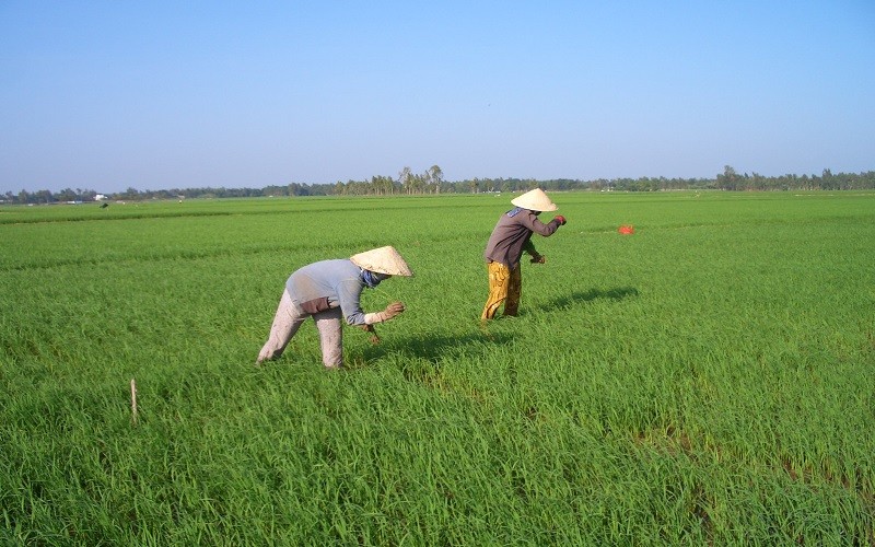 Không có chuyện tham gia mô hình liên kết làm gia tăng chi phí sản xuất lúa gạo. Ảnh minh họa 