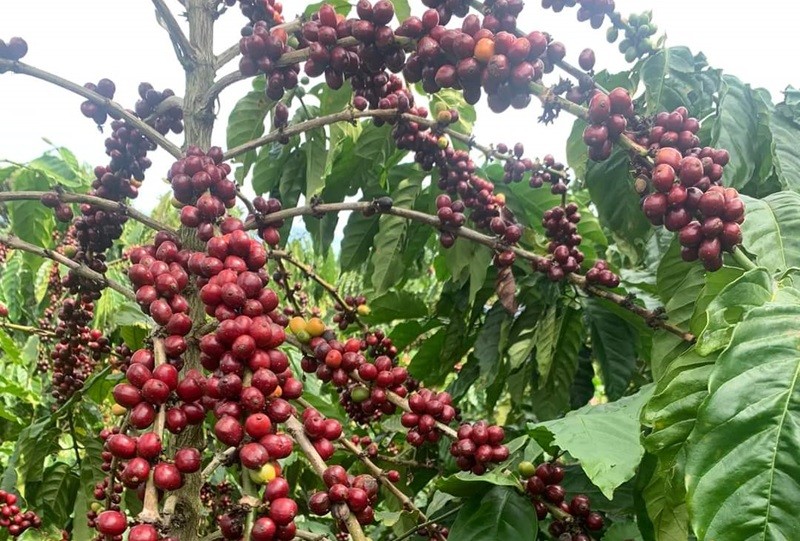 Giá cà phê Việt Nam có thể sẽ đắt nhất thế giới trong năm 2024 - Ảnh minh hoạ 